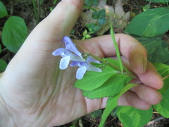 Scutellaria serrata