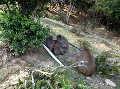 Macaca fuscata fuscata