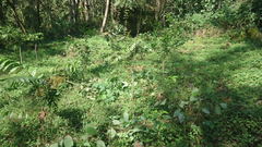 Chamaedorea atrovirens
