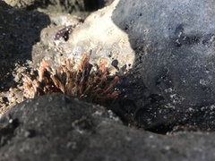 Ectopleura