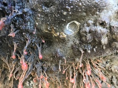 Ectopleura