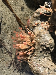 Ectopleura