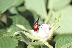 Merhynchites wickhami