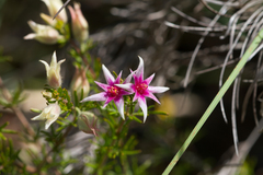 Boronia lanuginosa