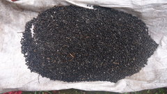 Chamaedorea atrovirens