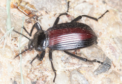 Eleodes acuta