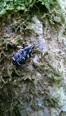 Tophoderes frenatus