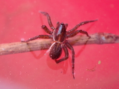 Zoicinae