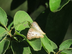 Anartia jatrophae