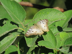 Anartia jatrophae