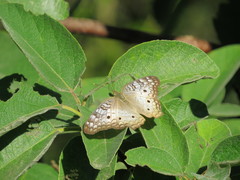 Anartia jatrophae