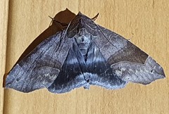 Bastilla hamatilis