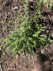 Galium hallii