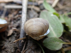 Sphaerium striatinum