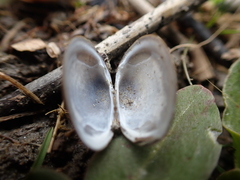 Sphaerium striatinum