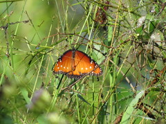 Danaus gilippus
