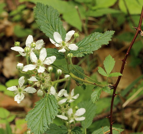 Rubus allegheniensis