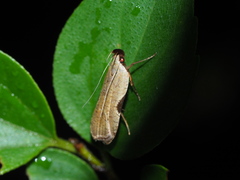 Dichomeris oxycarpa