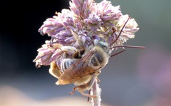 Svastra obliqua expurgata