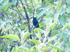 Diglossa lafresnayii