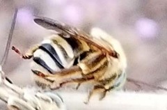 Svastra obliqua expurgata
