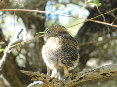 Glaucidium siju