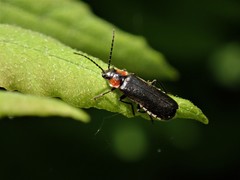 Cantharis tuberculata