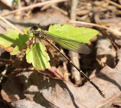 Argia tibialis