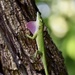 Cuban Green Anole - Photo (c) Alexis Felipe, some rights reserved (CC BY-NC), uploaded by Alexis Felipe