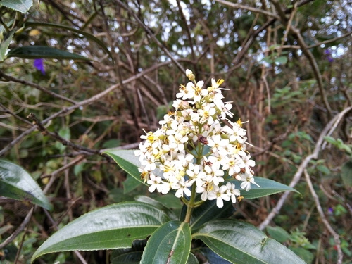 Miconia crocea image