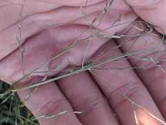 Eragrostis curtipedicellata