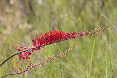 Grevillea dryandri
