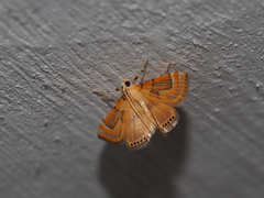 Cataclysta angulata