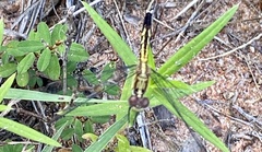 Erythrodiplax minuscula