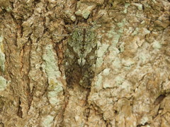 Platypleura kaempferi