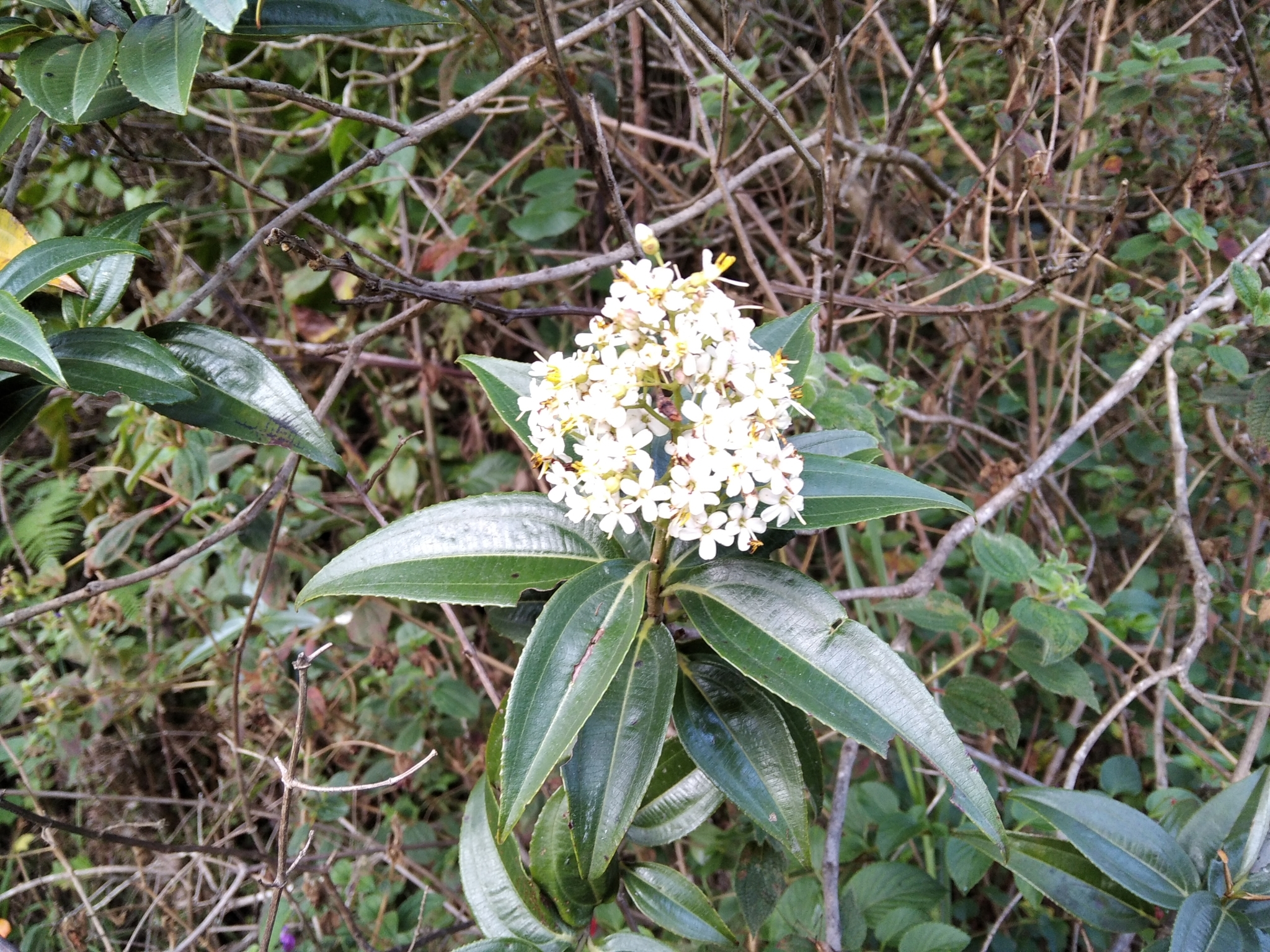 Miconia crocea image