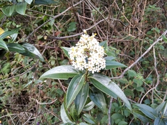 Miconia crocea