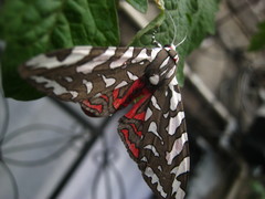 Arachnis dilecta