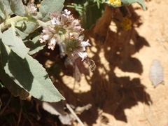 Eriodictyon traskiae smithii