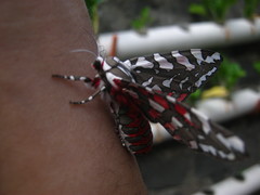 Arachnis dilecta