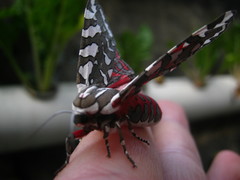 Arachnis dilecta