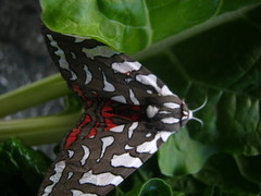 Arachnis dilecta