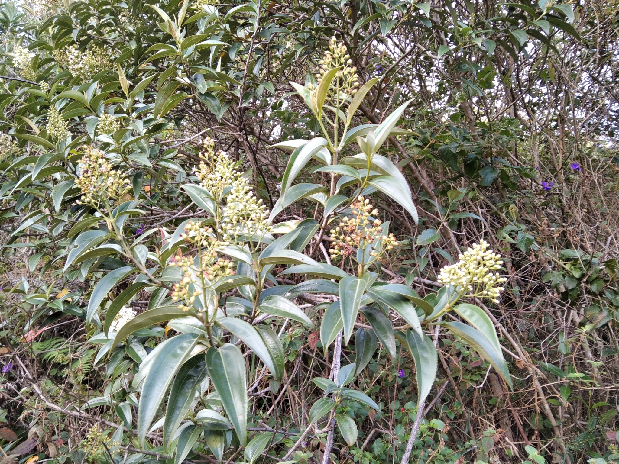 Miconia crocea image