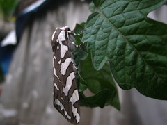 Arachnis dilecta