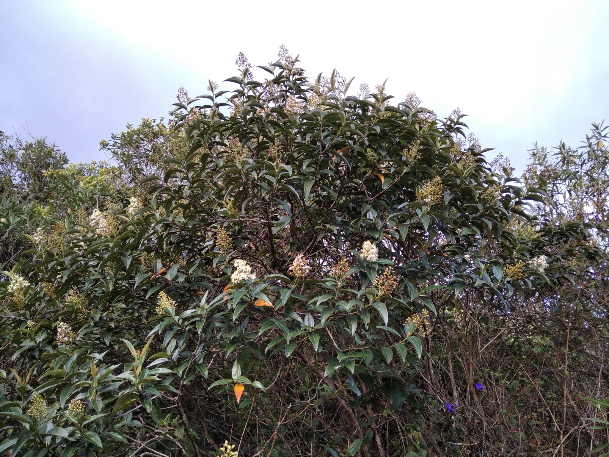 Miconia crocea image