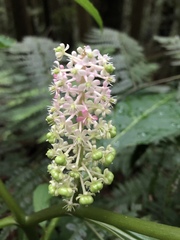 Phytolacca japonica