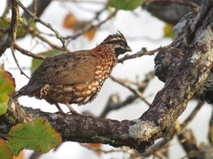 Colinus nigrogularis