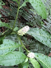 Phytolacca japonica