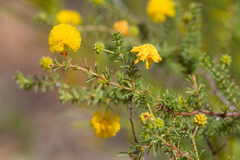 Acacia lycopodiifolia