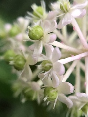 Phytolacca japonica